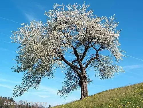 نوروز در ایران باستان